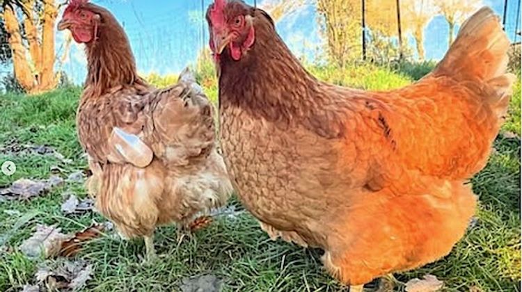 1500 COUPS DE POUCE - 10.000 poules à adopter en urgence !